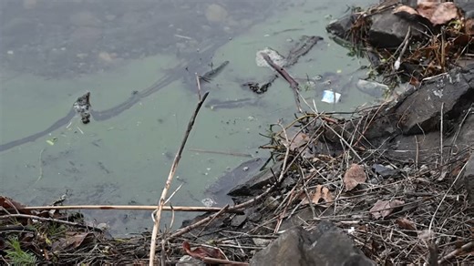Lakewood tests American Lake for toxic algae bloom