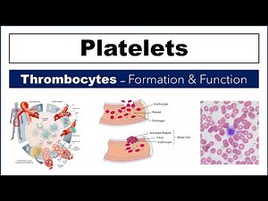 Platelets | Thrombocytes | Full Concept in Brief: Formation, Functions & Disorders | PE Home