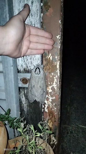 Giant Australian Moth - Largest Moth in Australia