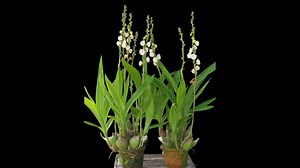 Peristeria elata Orchid Flower of the Holy Spirit - How to Grow Peristeria elata Dove Orchid - Care