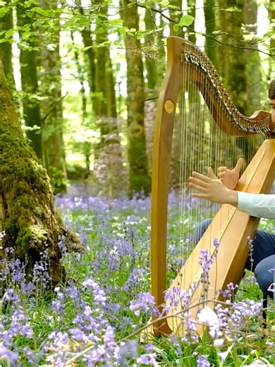 O'Carolan Harp Festival on TikTok