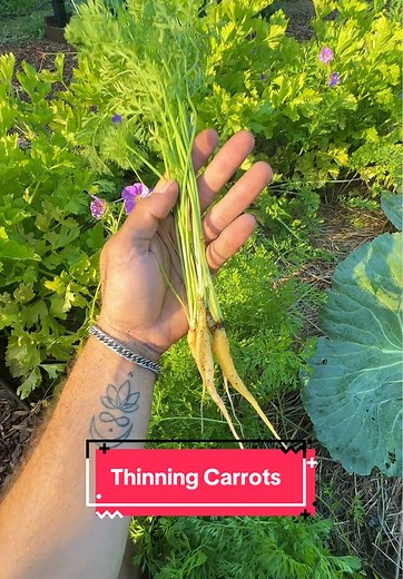 Thinning Carrots: Simple Steps for a Healthy Garden