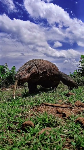 Facing the Dragon! 🐉 Close Encounter with a Komodo #KomodoDragon #WildLife
