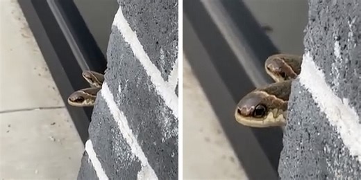 Sneaky 'Snakes' Peeking Around Corner Aren't What They Appear To Be