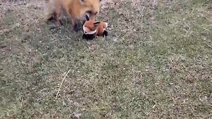 Happy Finnegan Fox Friday! We have Finnegan laughing plushies back in stock with limited supply!!! We also have brand new shirts, and a sale: 10 dollars off Finnegan or Dixie plushie when you buy a pin with code "10off" Visit our shop at www.saveafox.org Shirt design courtesy of Kira! | Saveafox Corporation