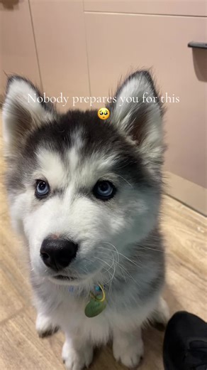 Growing Up with a Husky: Joys and Challenges