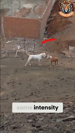 Pit Bull vs Dogo Argentino | A Silent Test of Dominance