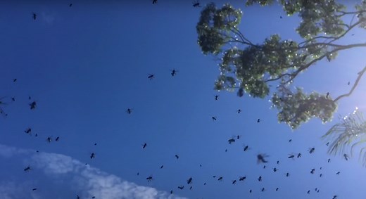 Stingless Bee Basics - Swarms