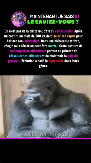 La Psychologie Du Gorille ! 🧠 1 % #nature #primates #science