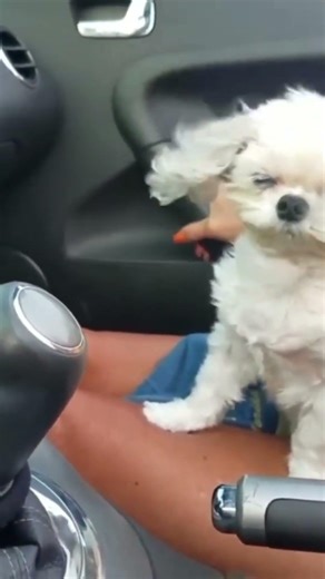 Ultimate Pet Shenanigans: Too Cute to Handle! 🏆✨