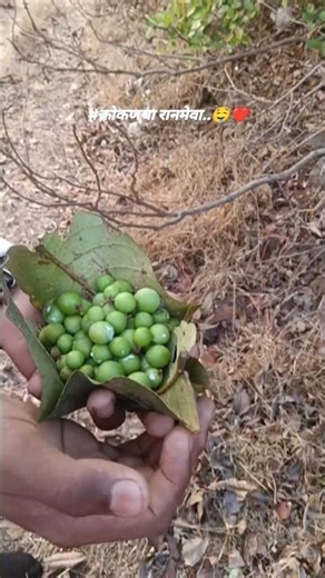 कोकणचा रानमेवा..🤤❤️ #kokan #रानमेवा #village