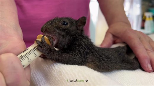 Is that a new species of jet-black squirrel? 👀 Nope! This striking youngster is actually an Eastern Gray Squirrel, the same species you probably see in your backyard or local park, just in a rare melanistic morph. Biologists believe that black morph squirrels, sometimes called “super squirrels,” may actually have a few advantages over their gray counterparts. In cooler northern habitats where sunlight is limited and conifer forests dominate, darker fur helps absorb more warmth from the sun and 