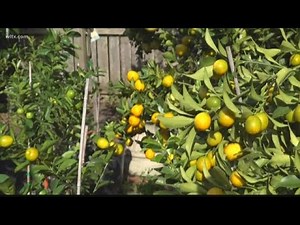 How to grow cold tolerant citrus trees in the South Carolina Midlands