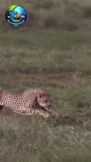 Lightning Fast Leopard 🐆 Chases Rabbit with Incredible Speed!