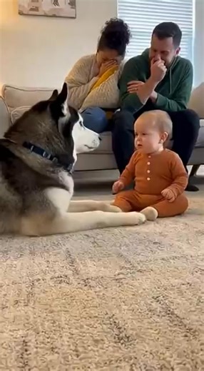 BabyTalking #Husky #FunnyDogs #ToddlerLife #DogAndBaby #Wholesome #CuteAnimals #Sora #PetLovers #ParentingMoments ​Would you like me to write a funny script for what they might actually be saying to each other? | ﻿Hussain