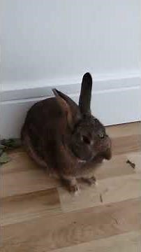 The almighty Bunny FOOT STOMP, and yes it is LOUD!