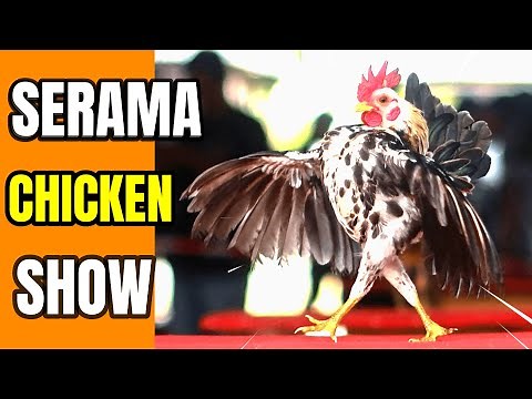 Serama Chicken Show: The Ultimate Bantam Beauty Contest