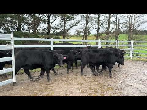 ACC MT FARMING 23 UNWEANED HEIFERS