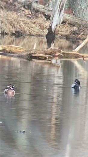 Wood Duck or Ring-necked Duck? #birding #nature #spring