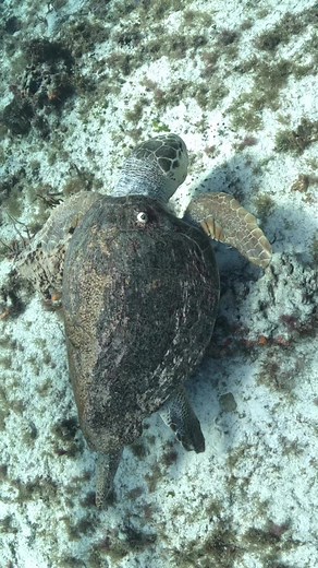 8.3K views · 477 reactions | Loggerhead sea turtles are impressive...