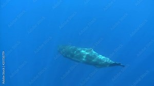 Sperm whale swimming, Physeter macrocephalus - Underwater shot