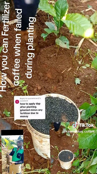 Fertilizing Coffee Plants After Planting Failures