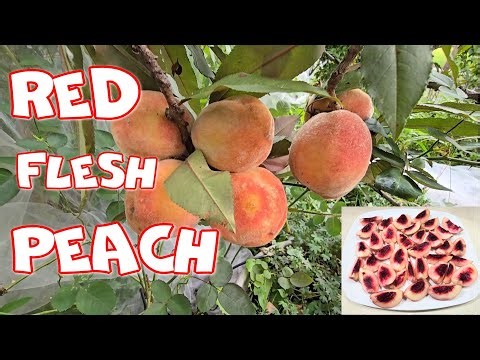 Harvesting Bonfire Peach | Stunning Red-Flesh Peach Variety | NJ and TX Garden
