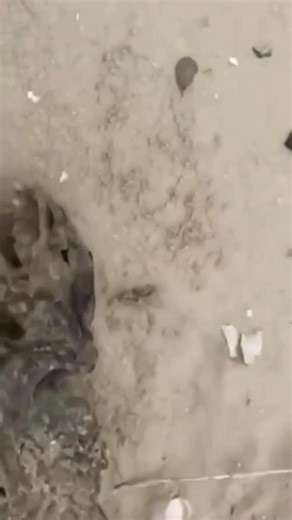 A on Instagram: "On a beach in Mexico, a local resident discovered the remains of a mysterious creature, sparking a wave of online discussion! This «thing» lacked eye sockets and part of its brain. Theories about the origin of the find are multiplying online. Some suggest it’s a new species unknown to science. Others lean toward the version of genetic experiments on a monkey that led to a mutation... But does it even look like a monkey?"