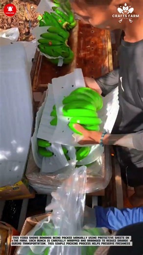 Banana Packing: Manual Protective Wrapping for Fresh Fruit Transport