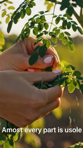 The Secret "Medicine Cabinet" Hiding in Your Backyard