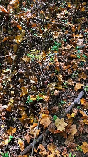 Beautiful #pissing #fall #autumn #scenicpissing #life