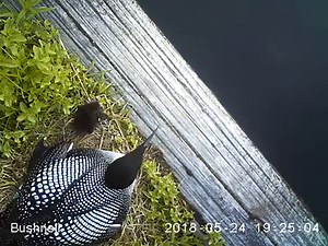 20 reactions | Here is a video of a Loon and her chick from the...