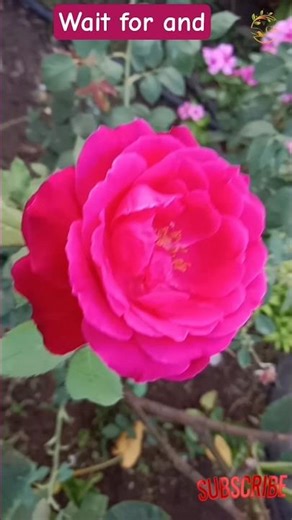 rose beautiful scenery #trending #flowers #nature