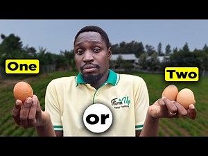 How Many Eggs do Chickens Lay per Day