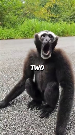 AnimalVerse King on Instagram: "Top 3 Most Bone-Chilling Monkey Noises in the Jungle"