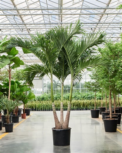 Nieuwkoop Europe on Instagram: "This pretty Veitchia (Adonidia) merrillii consists of 3 stems. Combined with its feathery leaves, this makes it an impressive palm tree. Did you know that this plant is also known as the 'Christmas Palm'? That's because it can produce red fruits around the Christmas period."