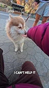 We met an adorable Pomsky named Gojo! #Pomsky #dog