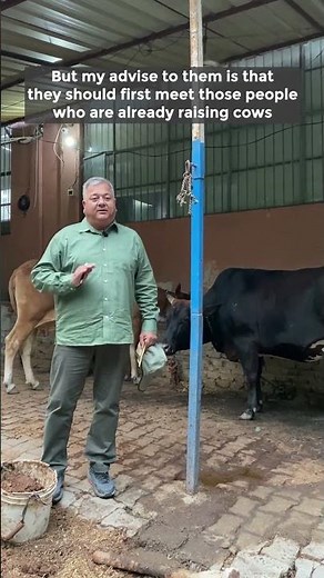 Rearing of Cows | Is it easy to take care of cows