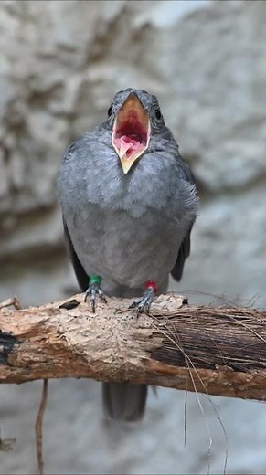 Screaming Piha