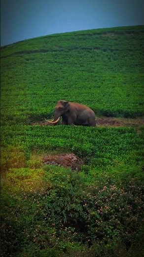 Meeting the Legendary Elephant Padayappa 🐘 | A Majestic Moment #shortvideo #elephant #padayappa