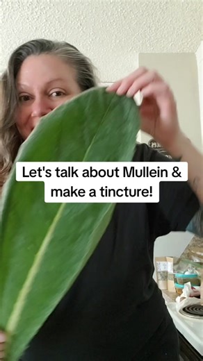 Let's talk about Mullein & make a tincture! #mullein #mulleinleaf #mulleinbenefits #mulleinflower #herbalism #herbalist #herbtok #holistichealth #healthylifestyle #lung #plantmedicine #smokers #lungdetox #cough