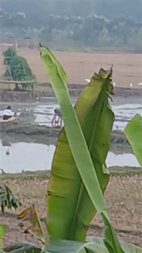 samsung A16 zoom🥰💚#shorts #viralshorts #foryou