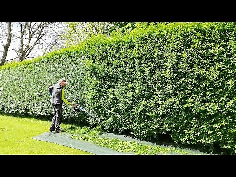 First TRIM Of The Year For This PRIVET HEDGE
