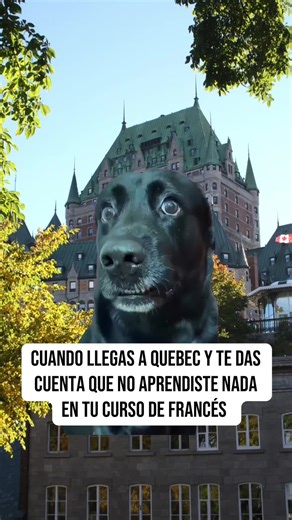 🇨🇦 Cuando llegas a Quebec… y te das cuenta de que no entendiste NADA de lo que aprendiste en tu curso de francés 😅 Entre el acento, las expresiones y la velocidad… parece otro idioma. 💡 Pero no te preocupes, con práctica y buen entrenamiento auditivo, también puedes entenderlo. 👉 Si quieres aprender francés real, checa los cursos disponibles en el enlace de mi perfil. #FrancesDeQuebec #AprenderFrances #FrancesFacil #Francophonie #FrancesOnline #HablarFrances #Quebec #Idiomas #Meme #MemeCut