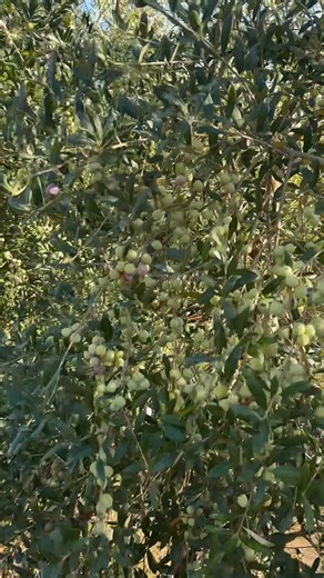 Ibrokhim Abdurakhmonov on Reels