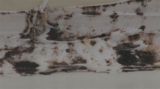Tenants forced to move due to serious mold issue at Portland's 25 Boyd Street apartments