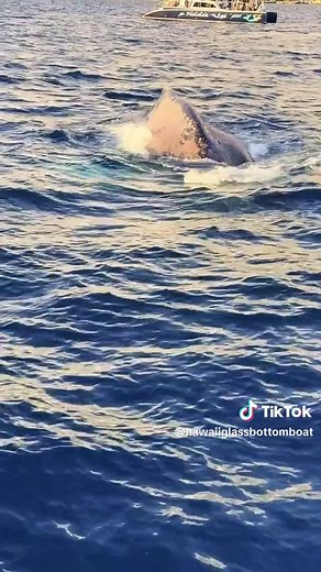 Humpback Whale Watching Tours in Hawai‘i