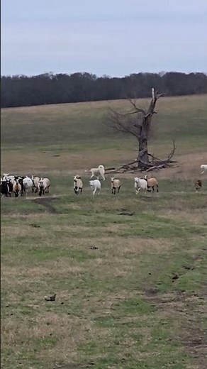 Three Australian Shepherds bringing sheep in from the pasture #australianshepherd #farmlife