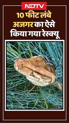 10 Feet Long Python Rescued: जब 10 Feet लम्बे Python को किया गया रेस्क्यू, Viral हो रहा Video, देखें