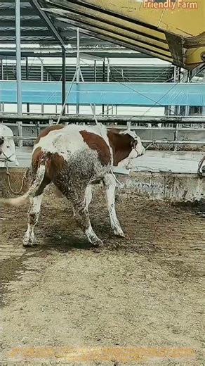 혁신적인 수의학 보조 수단! 기계식 소 치료 기술